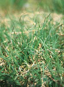 Buchloe dactyloides - Buffalo grass