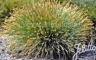 Carex davalliana - Bath Sedge