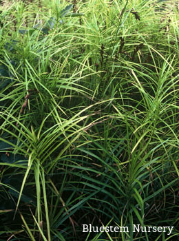 Carex muskingumensis - Palm Sedge