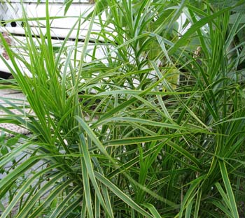 Carex muskingumensis 'Oehme' - Variegated Palm Sedge