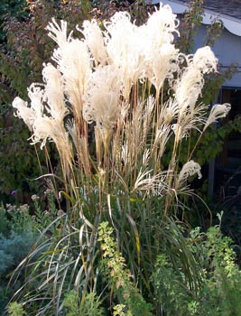 Miscanthus sinensis var. purpurascens - Flame Grass