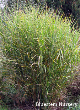 Miscanthus strictus - Porcupine Grass