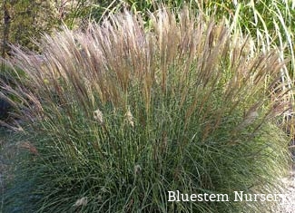 Miscanthus sinensis 'Yaku Jima' - Dwarf Maiden Grass