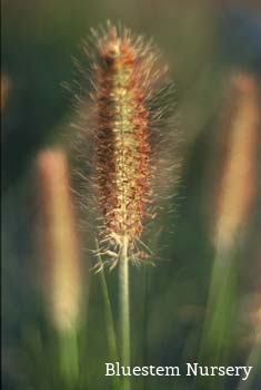Pennisetum alopecuroides - Fountain Grass