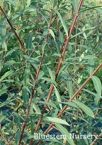 Salix 'Aquatica Gigantea Korso'