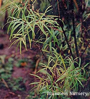 Salix elaeagnos 'Angustifolia'  - Rosemary Willow