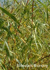 Salix interior - Long Leaf Willow, Sandbar Willow