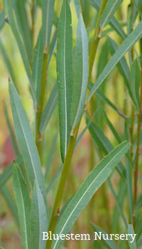 Salix purpurea 'Irette'