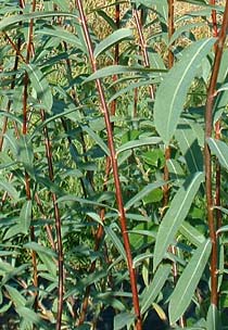 Salix purpurea 'Streamco'