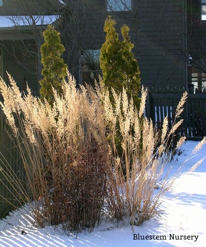 Stipa brachytricha