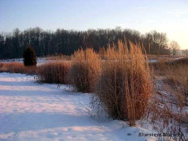 Miscanthus 'Giganteus'
