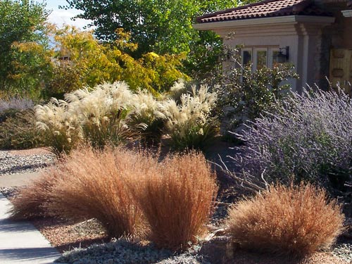 Miscanthus sinensis 'Graziella', Schizachyrium scoparium