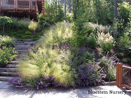 Deschampsia 
