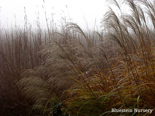 Miscanthus and Schizachyrium