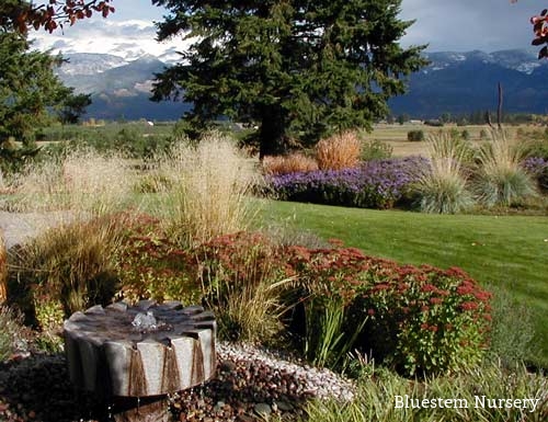 Ornamental Grasses
