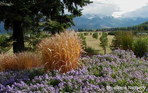 Miscanthus purpurascens