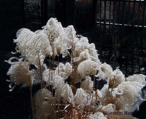 Miscanthus 