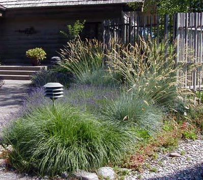 Ornamental grasses
