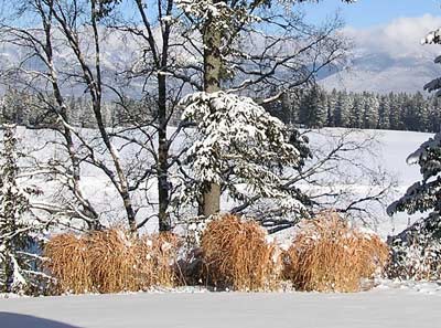 Miscanthus purpurascens - winter
