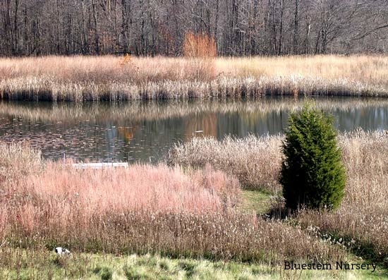 Ornamental grasses around a pond