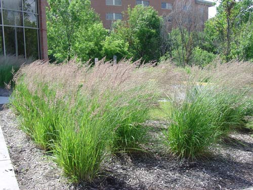 Calamagrostis x acutiflora 'Karl Foerster'