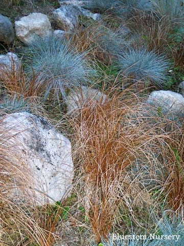 Carex flagellifera,  Festuca glauca
