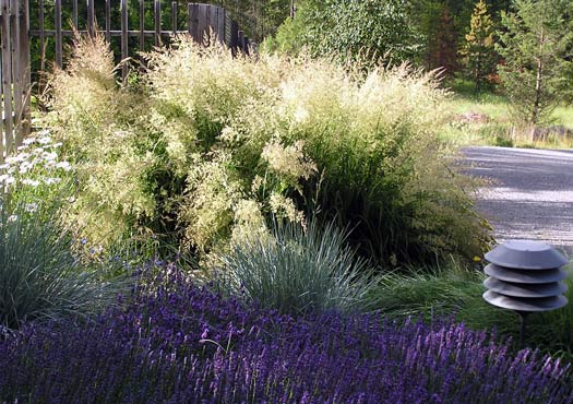 Deschampsia cespitosa 'Bronzeschleier' border=