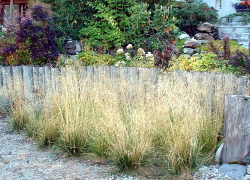 Deschampsia 