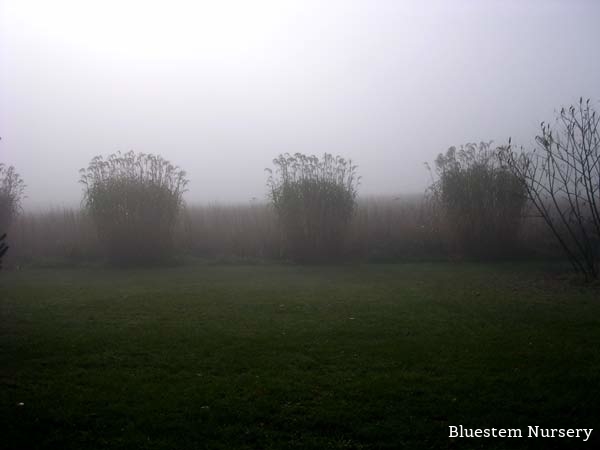 Miscanthus giganteus