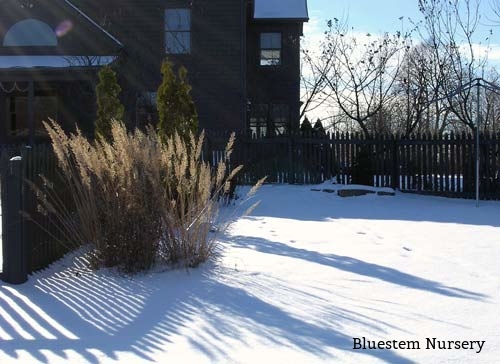 Stipa brachytricha