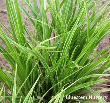 Carex nigra 'Variegata'