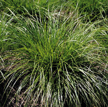 Carex rosea