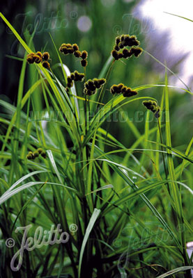 Carex sparganioides - Burr-reed sedge