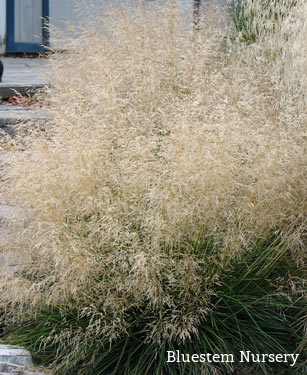 Deschampsia cespitosa