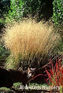 Deschampsia cespitosa 'Schottland' - Scottish Tufted Hair Grass