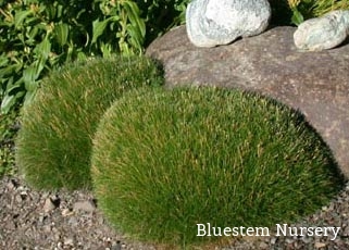 Festuca scoparia - Bearskin Fescue
