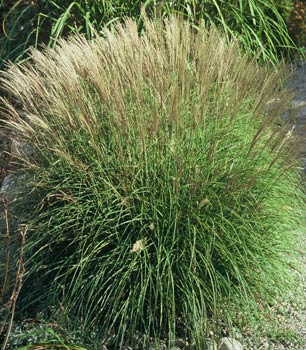 Miscanthus sinensis 'Adagio' - Adagio Maiden Grass
