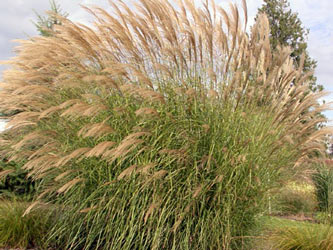 Miscanthus sinensis 'Oberon'