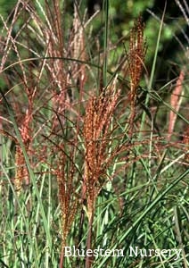 Miscanthus sinensis 'Sarabande' 