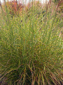 Miscanthus sinensis 'Stardust'