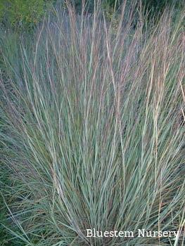 Schizachyrium scoparium 'The Blues' - Blue Little Bluestem