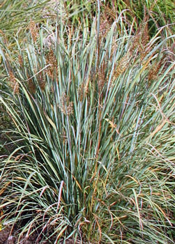 Sorghastrum nutans Sioux Blue - Blue Indian Grass