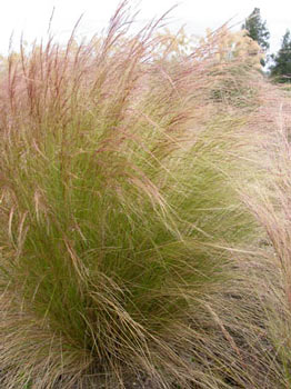 Stipa tenuissima - Mexican Feather Grass
