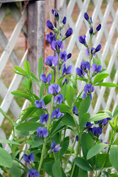 Baptisia australis