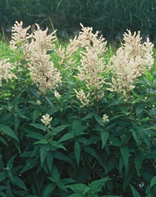 Persicaria polymorpha
