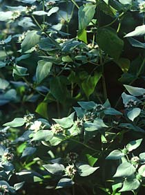 Pycnanthemum muticum - Big Leaf Mountain Mint