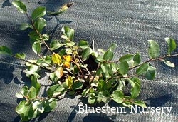 Salix x grahamii 'Moorei'